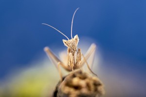 Macro photo_Lior Glaichman-08